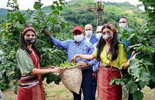 Trabzon’da fındık hasadına başlandı