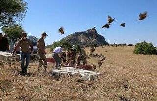 Tunceli’de bin adet keklik doğaya salındı
