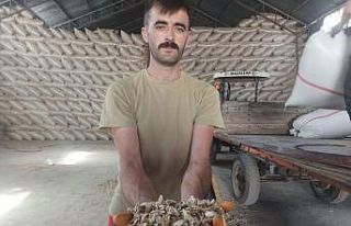 Türkiye’nin önemli haşhaş üretim merkezlerinde...