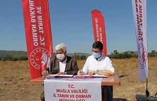 Ula’da 460 dönümlük alan mera olarak hizmet verecek