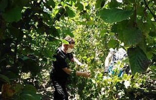 Üretici başkan fındık bahçesinde