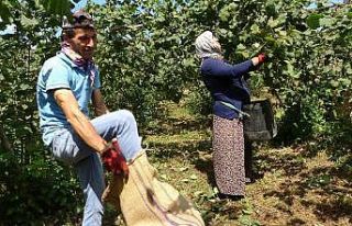 Üreticiler fiyattan memnun, fındık hasadı sevinçle...