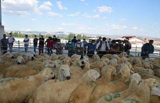 Üreticilere damızlık koç dağıtıldı