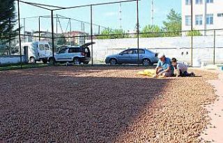Üreticinin fındık kurutma mücadelesi