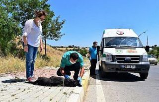 Uşak’ta sokak hayvanları için yeni bir umut