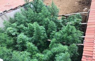 Uşak’ta uyuşturucu operasyonu