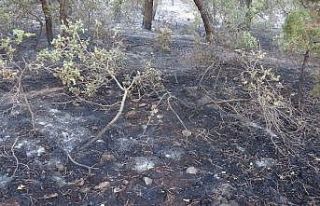 Uşak’taki orman yangınları kontrol atına alındı