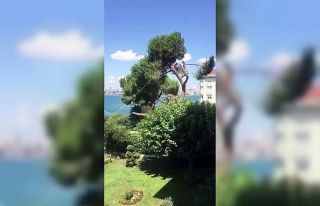 Üsküdar’da asırlık çam ağacını kestiler