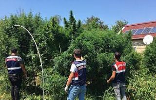 Uyuşturucu yetiştirdikleri çiftliği pitbull ve...