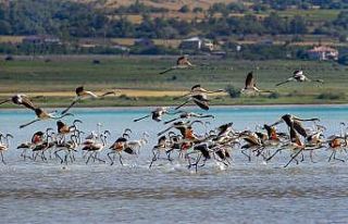 Van Gölü’nde flamingoların eşsiz dansı