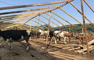 Vatandaş kurbanlık almaya gelirken, besici gitmeye...