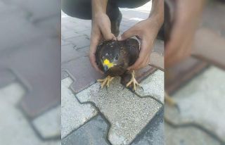Yaralı bulunan şahin tedavi altına alındı