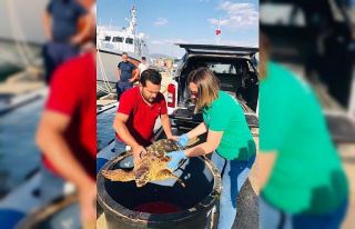 Yaralı careta carettayı sahil güvenlik kurtardı