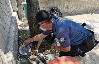 Yaralı flamingoyu polis memurları elleriyle besledi