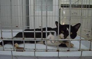 Yaralı kedi için seferber oldular