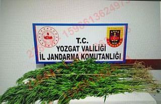 Yasadışı kenevir ekimine suçüstü: 2 kişi tutuklandı