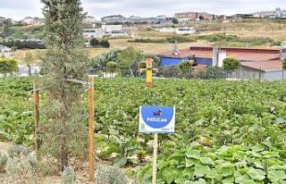 Yaşam Bahçesi bin 556 ailenin sofrasına umut oldu