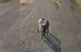 Yavru köpek sürüden ayrılan kuzuyu böyle getirdi