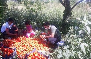 Yeşilyurt Belediyesinden fide desteği alanlara hasat...