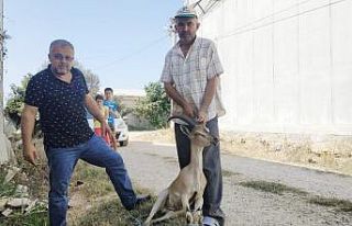 Yılandan kaçan dağ keçisi muz serasına sığındı