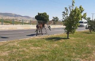 Yola çıkan eşekler kazaya neden oldu