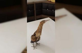 Yorgun balaban kuşu koruma altına alındı