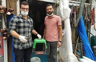 Yorgun halde bulunan güvercin tedavi altına alındı