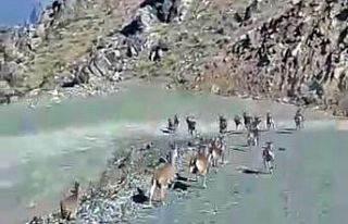 Yüksekova’da sürü halinde dağ keçisi görüntülendi