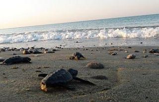 Yuva sayısında rekor kırılan caretta carettalar,...