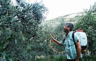 “Zeytin sineği” ile mücadele zamanı