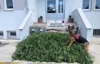 Zonguldak’ta uyuşturucu operasyonu: 1 gözaltı