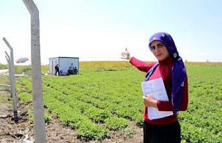 Zübeyde’nin çiftçilik hayalini kabusa çevirdiler