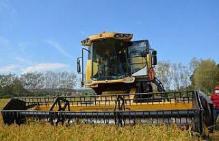 19 Mayıs’ta çeltik hasadı başladı