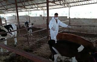 2020 yılı sonbahar şap aşılama kampanyası