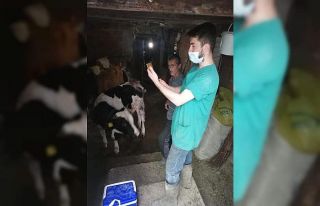 2020 yılı sonbahar şap aşılama kampanyası başladı