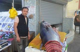 320 kiloluk dev orkinos görenleri şaşkına çevirdi