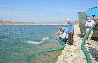 350 bin sazan yavrusu baraja bırakıldı