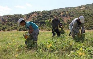 38 yıl boş kalan tarlasını devlet desteğiyle...