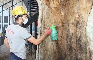 400 yıllık ağaca özel bakım