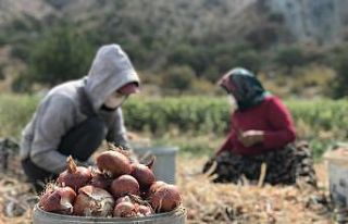 40 derecelik sıcağın altında soğan hasadı