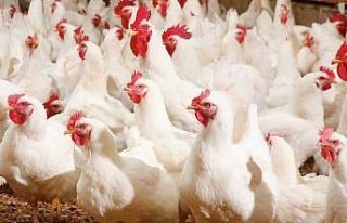 5 milyon kanatlı hayvanın sevki yapıldı