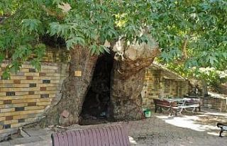 812 yıllık çınara büyükşehirden koruma