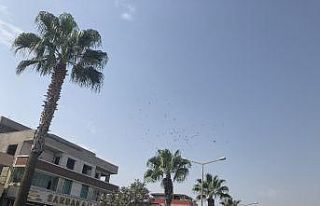 Adana’da leyleklerin göç yolculuğu