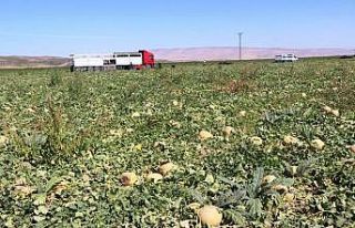 Adilcevaz’ın bal kavununun hasadına başlandı