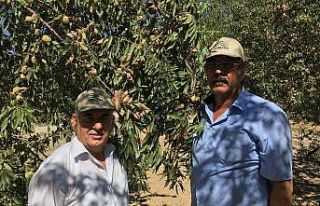 Adıyaman’da badem verimi ikiye katlandı