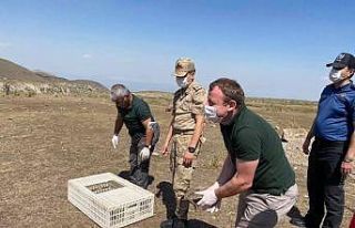 Ağrı Dağı eteğinde doğaya kınalı keklik bırakıldı