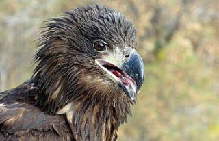 Ak kuyruklu kartal ait olduğu doğaya kanat çırptı