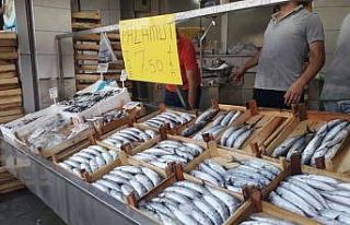 Akçakoca’da Palamut 7,5 TL