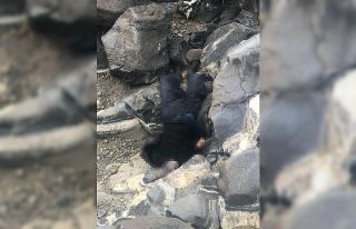 Akşam eve gelmeyen çoban kayalıkların arasında...