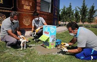 Aksaray’da sokak hayvanları için yemliklere mama...